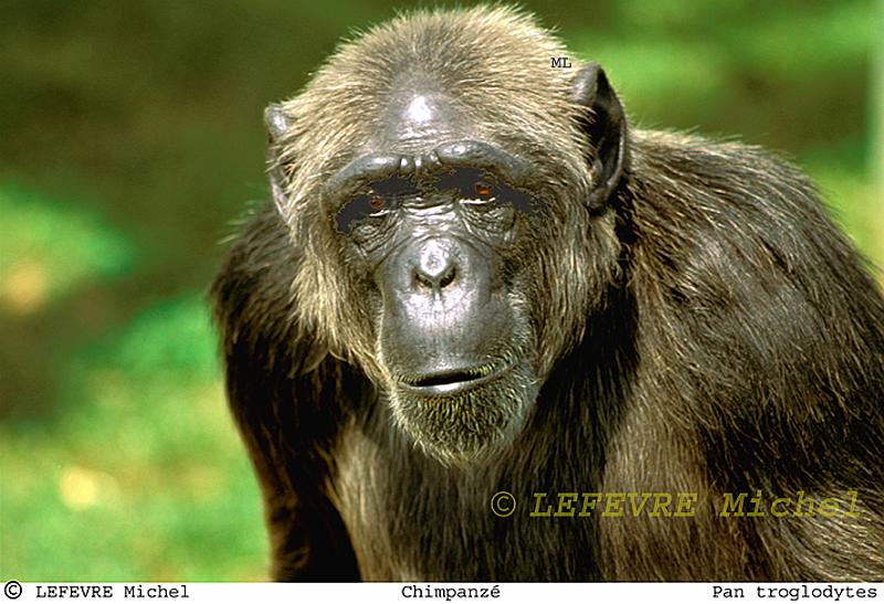 221 Chimpazé.jpg - Chimpanzé - Pan troglodytes - Kenya